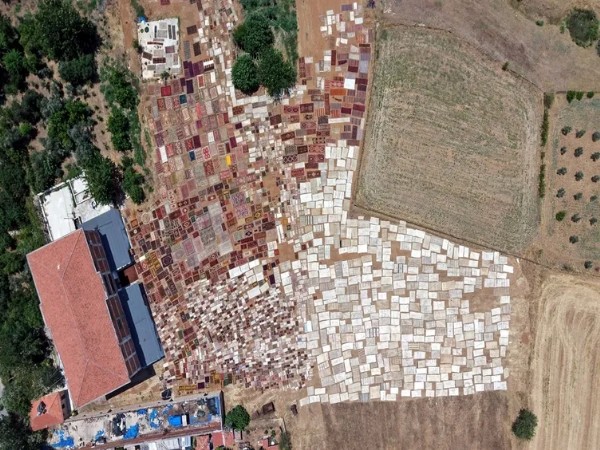 Tarlalara Serip Günlerce Bekletiyorlar! Yurt Dışında 5 Bin Dolara Satılıyor